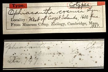 Media type: image;   Invertebrate Zoology OPH-1937 Aspect: labels